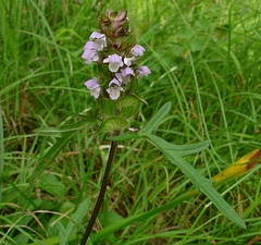 Prunella laciniata