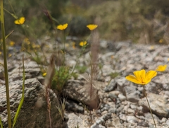 Eschscholzia androuxii