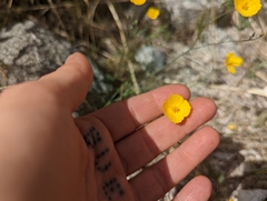 Eschscholzia androuxii