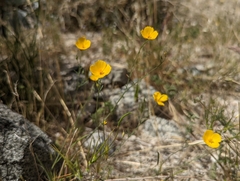 Eschscholzia androuxii