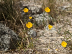 Eschscholzia androuxii