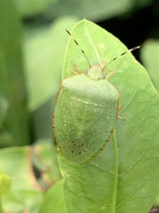 Chinavia pallidoconspersa