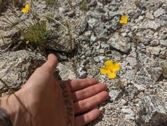 Eschscholzia androuxii