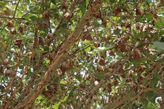 Epomophorus gambianus