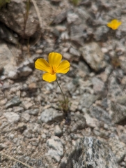 Eschscholzia androuxii