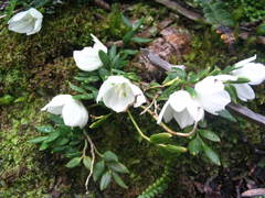 Callixene magellanica (Callixene magellanica)