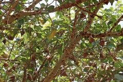 Epomophorus gambianus