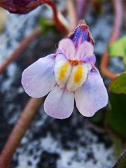 Cymbalaria