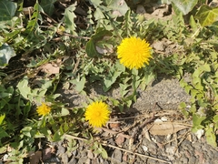Taraxacum officinale