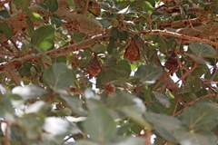 Epomophorus gambianus