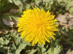 Taraxacum officinale