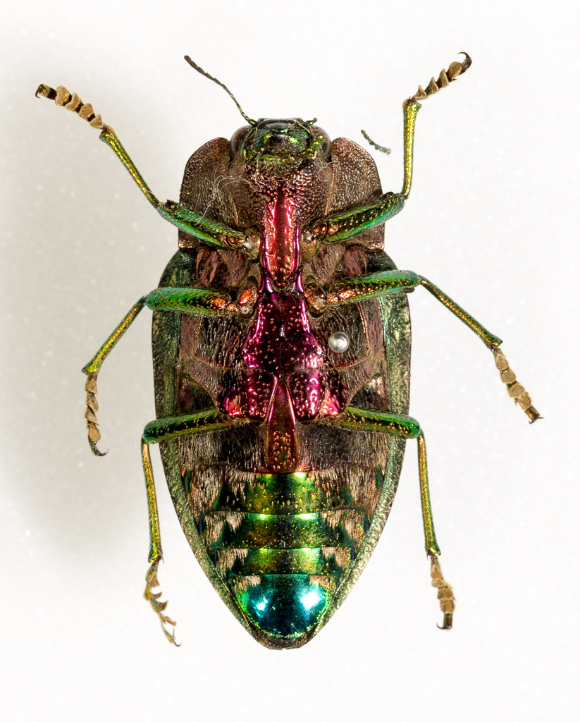 Polybothris quadricollis