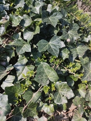 Hedera helix