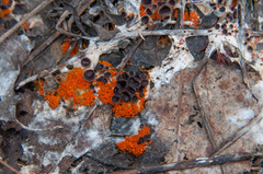 Pseudombrophila guldeniae