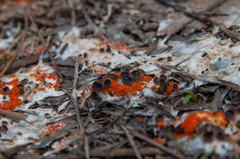 Pseudombrophila guldeniae