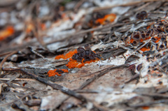 Pseudombrophila guldeniae