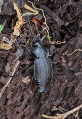 Carabus vinctus