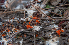 Pseudombrophila guldeniae