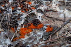 Pseudombrophila guldeniae