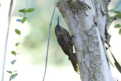 Lepidocolaptes falcinellus