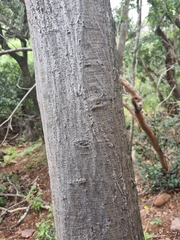 Albizia harveyi
