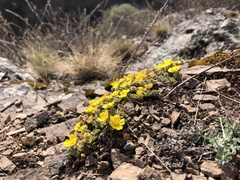 Potentilla incana