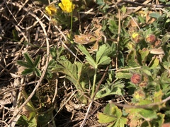 Potentilla incana