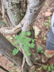 Albizia harveyi