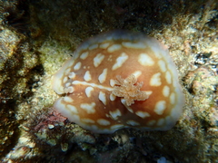 Asteronotus cespitosus