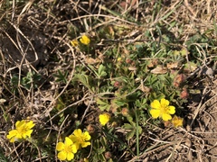 Potentilla incana