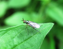 Dolichopus longicornis