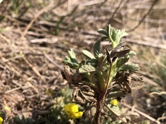 Potentilla incana