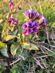Pulmonaria longifolia