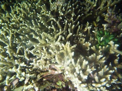 Porites cylindrica