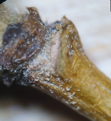 Phytoptus avellanae