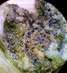 Phytoptus avellanae