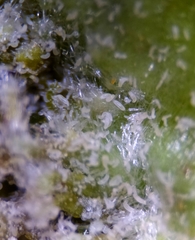 Phytoptus avellanae