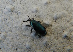 Aulacobaris