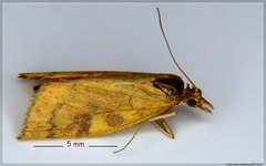 Mnesictena flavidalis