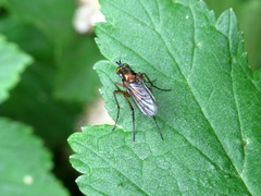 Dolichopus ungulatus