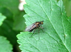 Dolichopus ungulatus