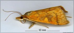 Mnesictena flavidalis