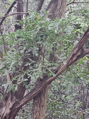 Cussonia transvaalensis