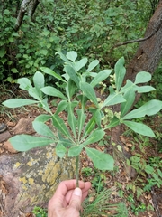 Cussonia transvaalensis