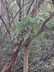 Cussonia transvaalensis