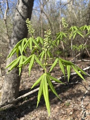Aesculus glabra arguta