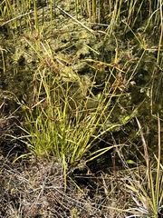 Cyperus polystachyos image
