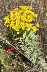 Euphorbia rigida