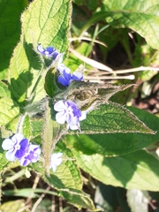 Pentaglottis sempervirens