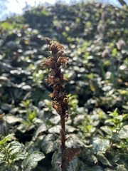 Orobanche flava